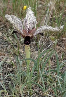 Iris paradoxa f. choschab.8.jpg