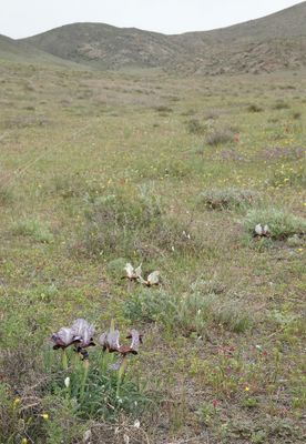Iris paradoxa f. choschab. In habitat.2.jpg