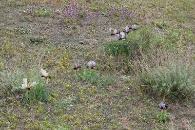 Iris paradoxa f. choschab. In habitat.3.jpg