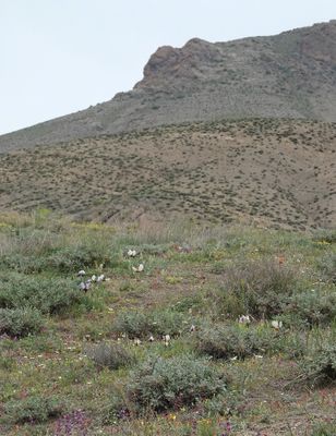 Iris paradoxa f. choschab. In habitat.4.jpg