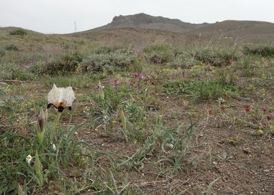 Iris paradoxa f. choschab. In habitat.5.jpg