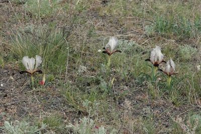 Iris paradoxa f. choschab. In habitat.jpg