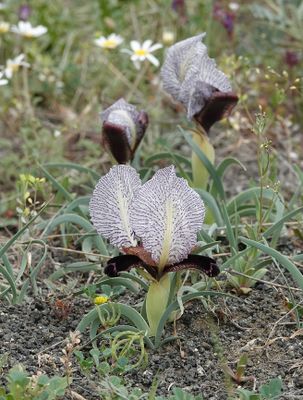 Iris paradoxa f. choschab.9.jpg