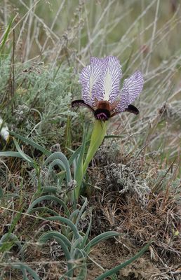 Iris paradoxa f. choschab.10.jpg