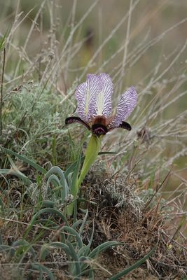 Iris paradoxa f. choschab.11.jpg
