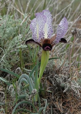 Iris paradoxa f. choschab.12.jpg