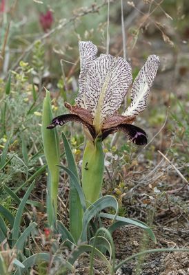 Iris paradoxa f. choschab.13.jpg