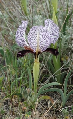 Iris paradoxa f. choschab.14.jpg
