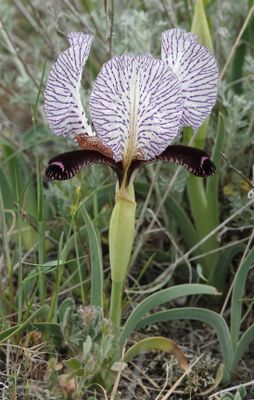 Iris paradoxa f. choschab.15.jpg