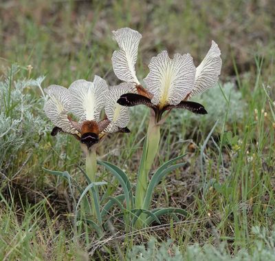 Iris paradoxa f. choschab.16.jpg