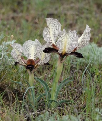 Iris paradoxa f. choschab.17.jpg