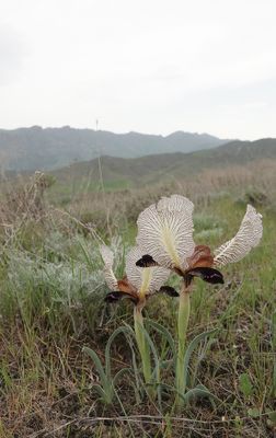 Iris paradoxa f. choschab.18.jpg