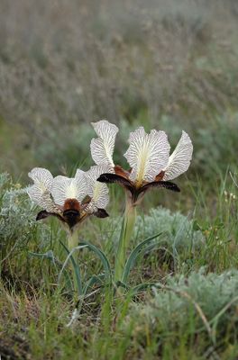 Iris paradoxa f. choschab.19.jpg