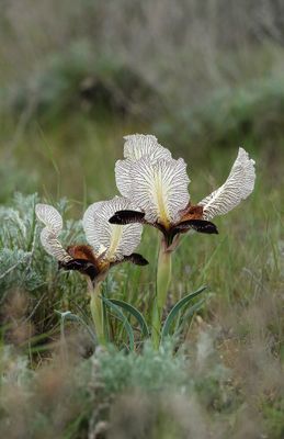 Iris paradoxa f. choschab.20.jpg