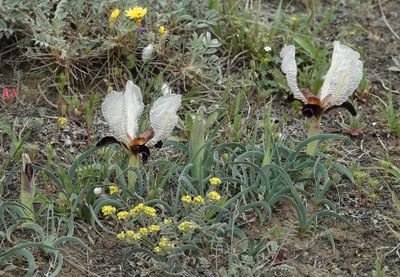Iris paradoxa f. choschab.21.jpg