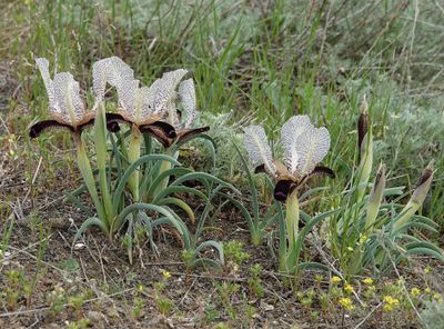 Iris paradoxa f. choschab.22.jpg