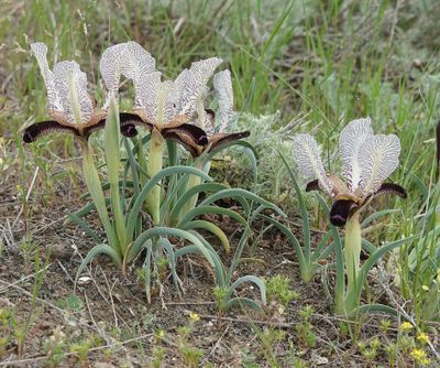 Iris paradoxa f. choschab.23.jpg
