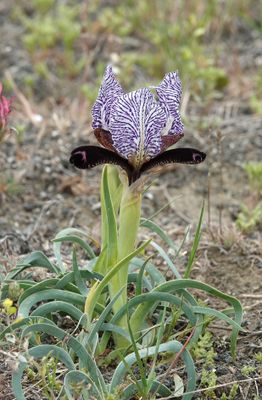 Iris paradoxa f. choschab.24.jpg