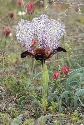 Iris paradoxa f. choschab.25.jpg
