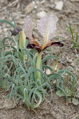 Iris paradoxa f. choschab.26.jpg