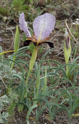 Iris paradoxa f. choschab.27.jpg