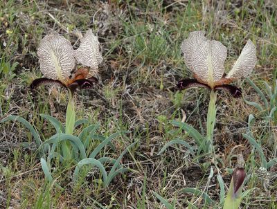 Iris paradoxa f. choschab.29.jpg