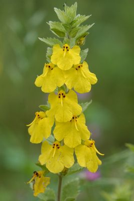 Rhynchocorys elephas. Closer.5.jpg