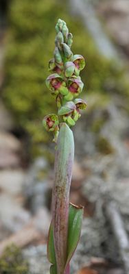Steveniella satyrioides var. iranica. Closer.3.jpg
