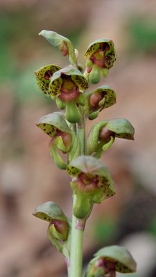 Steveniella satyrioides var. iranica. Close-up.2.jpg