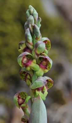 Steveniella satyrioides var. iranica. Close-up.4.jpg