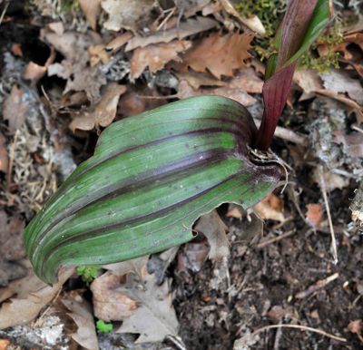 Steveniella satyrioides var. iranica. Leaf.jpg