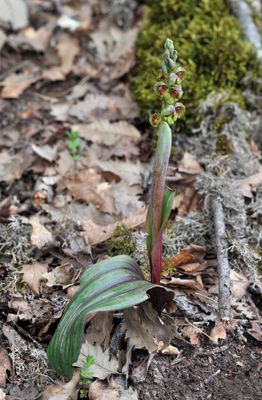 Steveniella satyrioides var. iranica.4.jpg