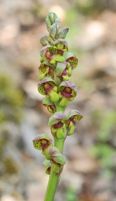 Steveniella satyrioides var. iranica. Closer.2.jpg