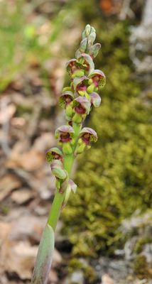 Steveniella satyrioides var. iranica. Closer.jpg