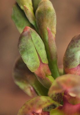 Steveniella satyrioides var. iranica. Close-up. Spurs.jpg