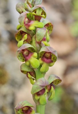 Steveniella satyrioides var. iranica. Close-up.2.jpg