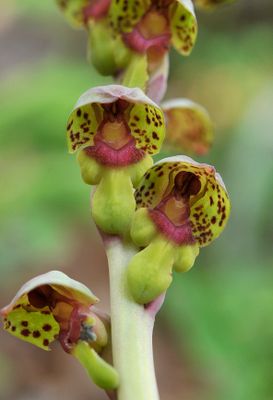 Steveniella satyrioides var. iranica. Close-up.3.jpg