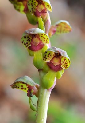 Steveniella satyrioides var. iranica. Close-up.jpg