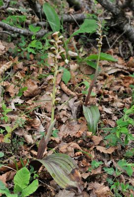 Steveniella satyrioides var. iranica.1.jpg