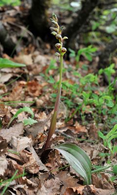 Steveniella satyrioides var. iranica.2.jpg