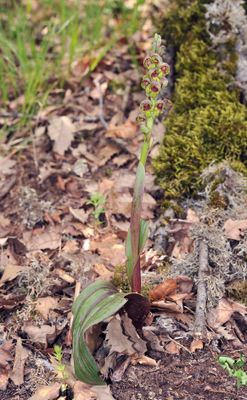 Steveniella satyrioides var. iranica.3.jpg