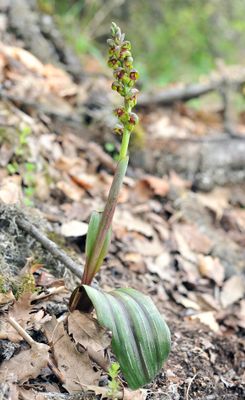 Steveniella satyrioides var. iranica.4.jpg