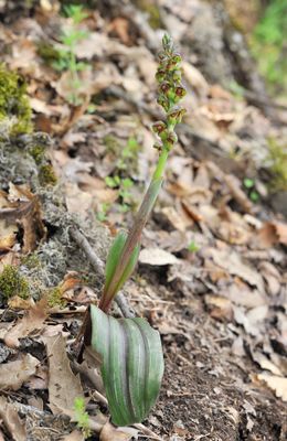 Steveniella satyrioides var. iranica.5.jpg