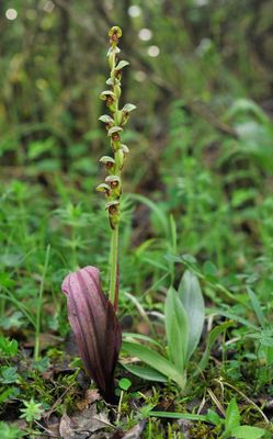Steveniella satyrioides var. iranica.6.jpg