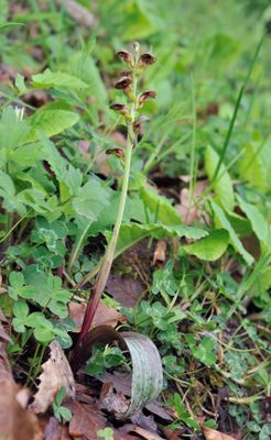 Steveniella satyrioides var. iranica.2.jpg