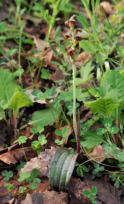 Steveniella satyrioides var. iranica.jpg
