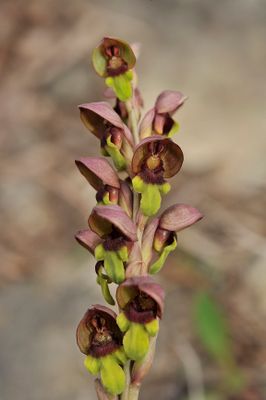 steveniella satyrioides. Closer.jpg