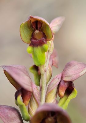 steveniella satyrioides. Close-up.2.jpg