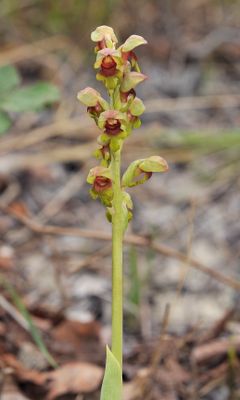 steveniella satyrioides. Closer.2.jpg