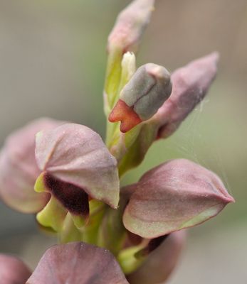 steveniella satyrioides. Close-up. Two pointed spur.jpg